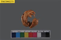 藏品(寄居蟹)的圖片